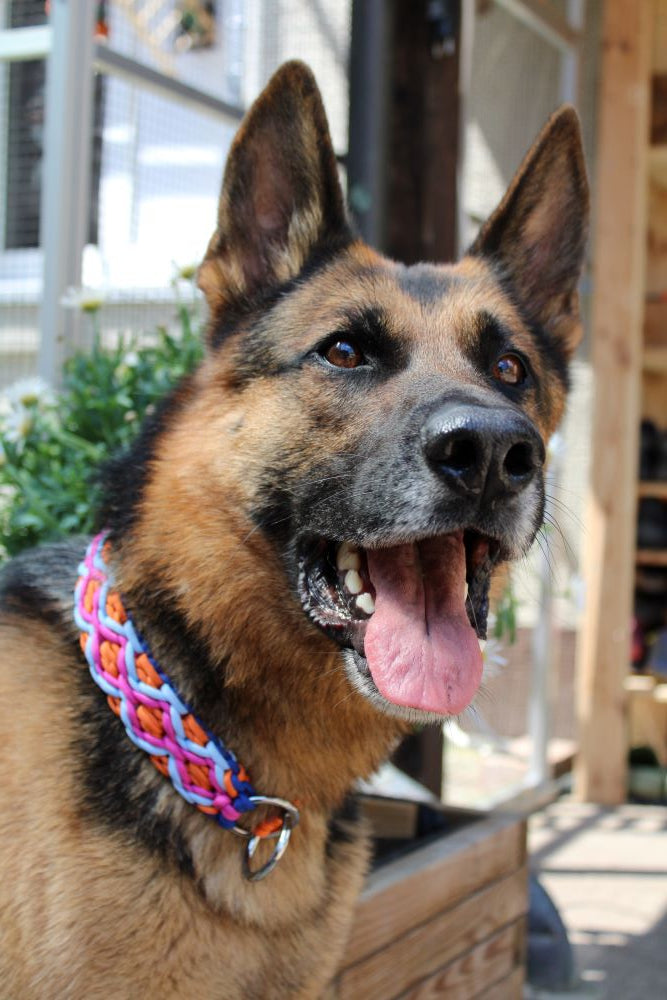 Hundehalsband "Summer Edition"