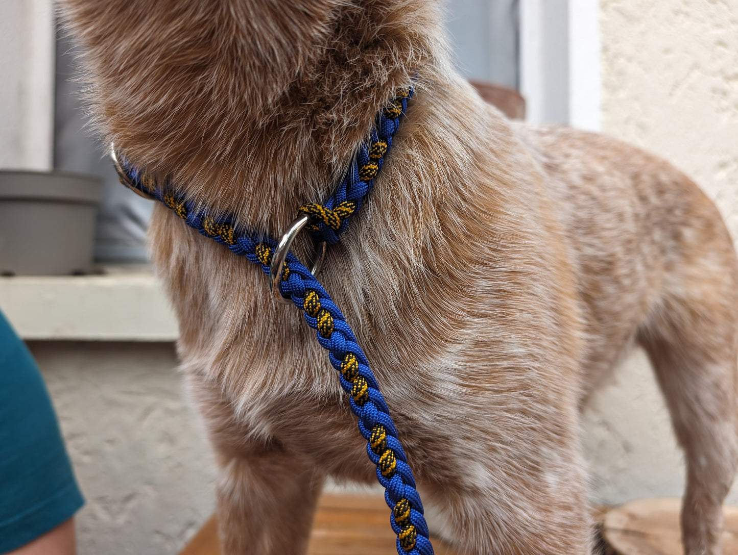 Agilityleine "Blau-Orange"