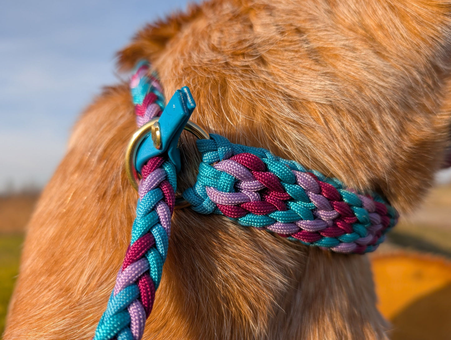 Agilityleine "Lila-Blau" Breit